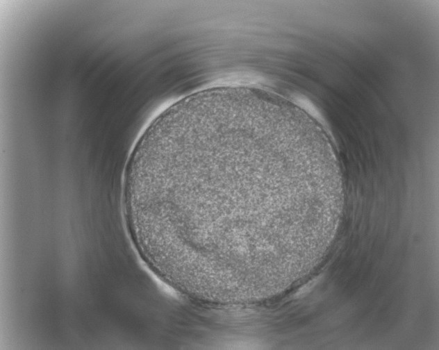 X0000063501103200602172112