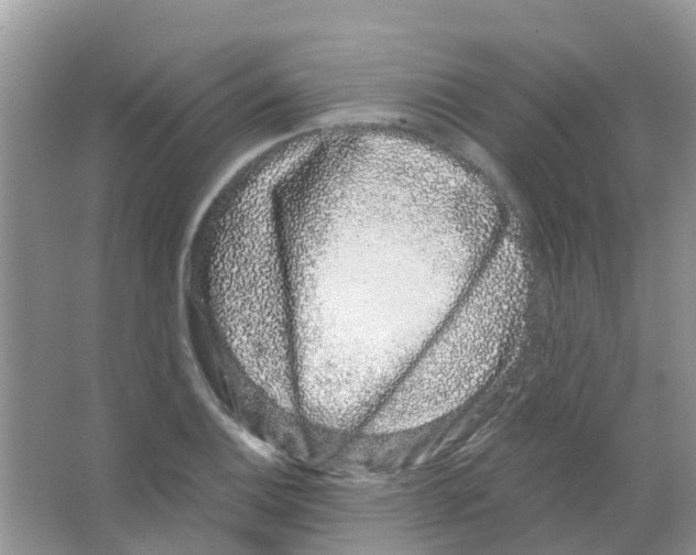 X0000063501124200602172111