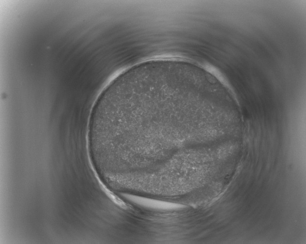 X0000063501237200602172110