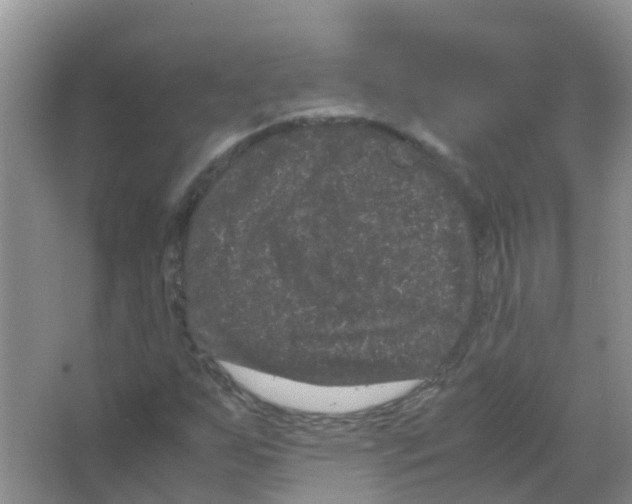 X0000063501255200602172109