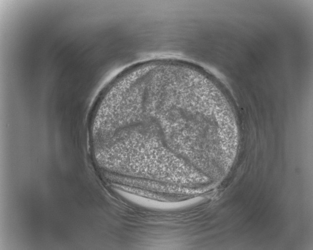 X0000063501271200602172109