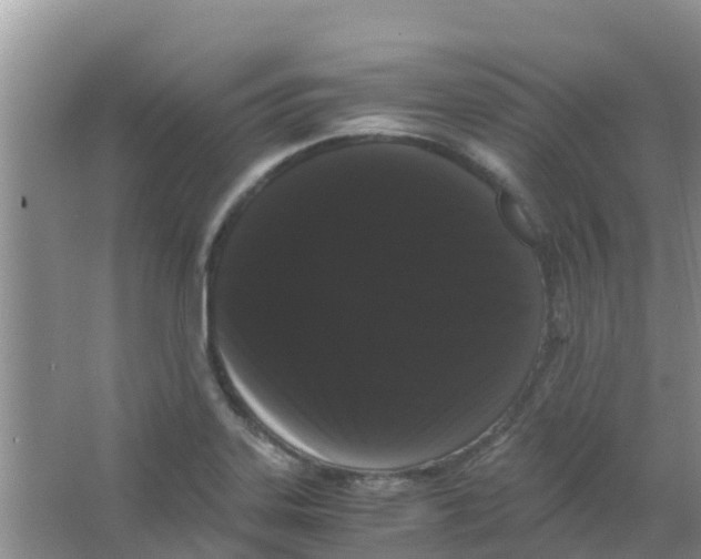 X0000063501323200602172108