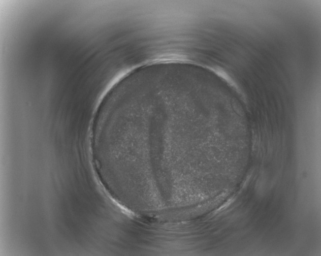 X0000063501325200602172108