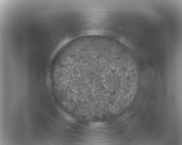 X0000063501454200602172106