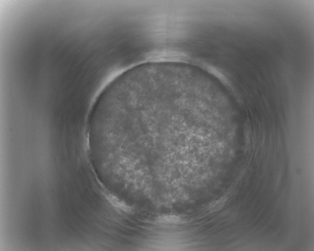 X0000063501462200602172105