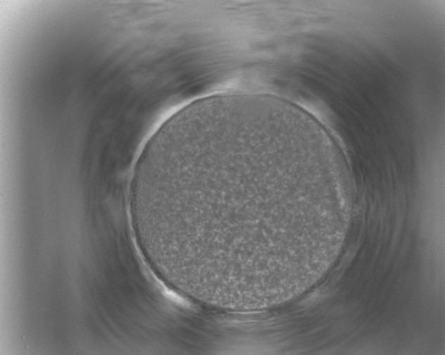 X0000063501486200602172105