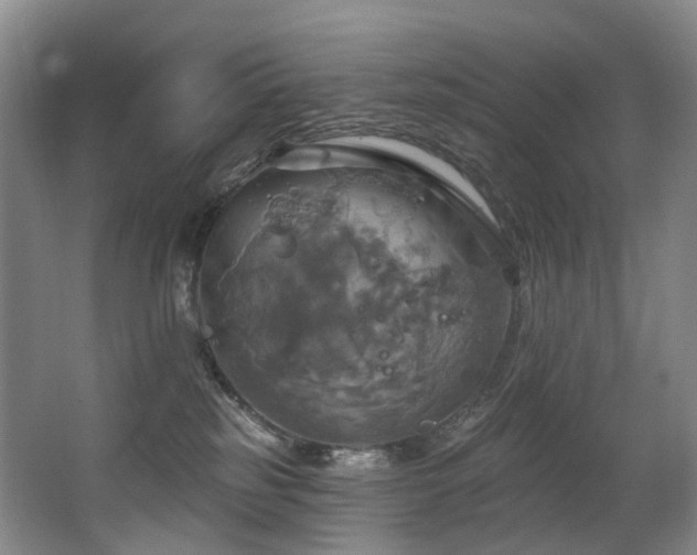 X0000063510185200601201448