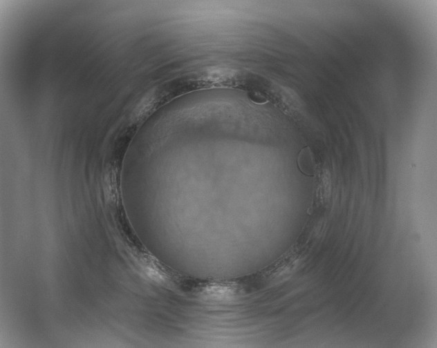 X0000063510236200601201447