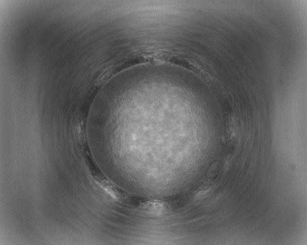 X0000063510276200601201447
