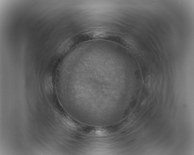 X0000063510506200601201442