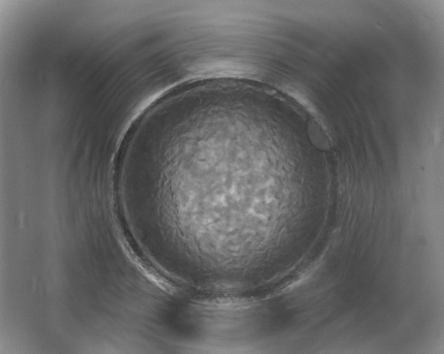 X0000063510933200601201435