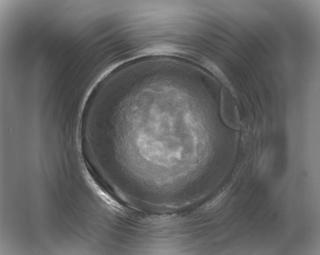 X0000063510939200601201435
