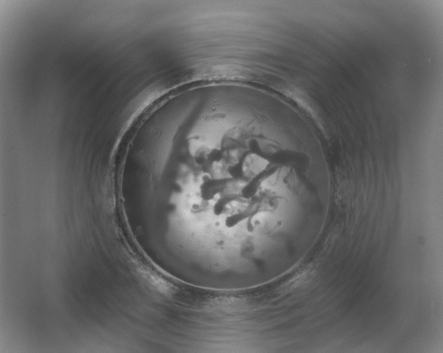 X0000063511075200601201433