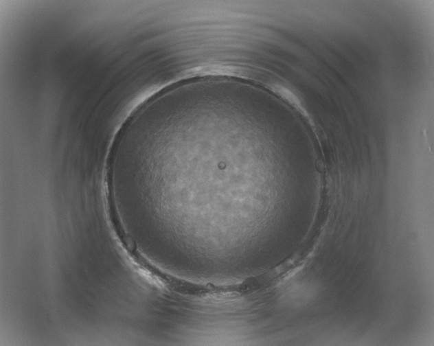 X0000063511133200601201432