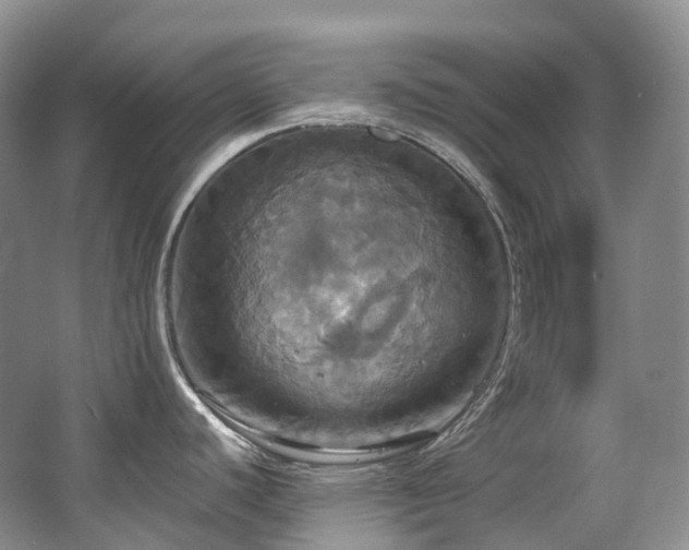 X0000063511440200601201427