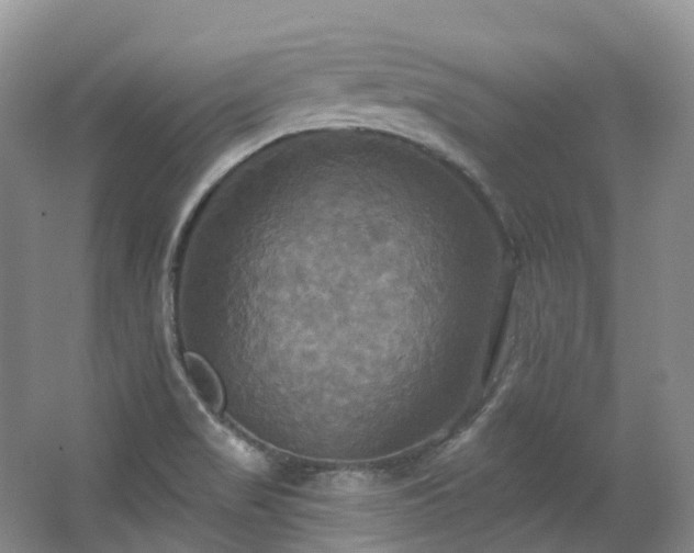 X0000063511517200601201425