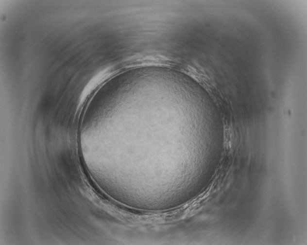X0000063510004200601231514