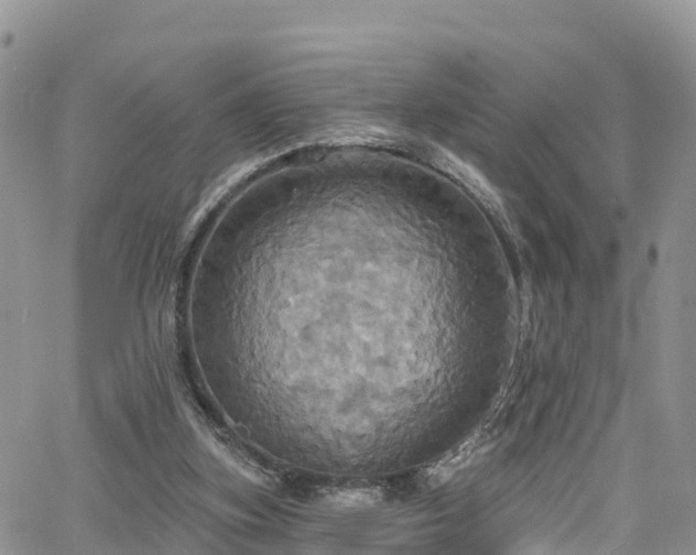 X0000063510155200601231511