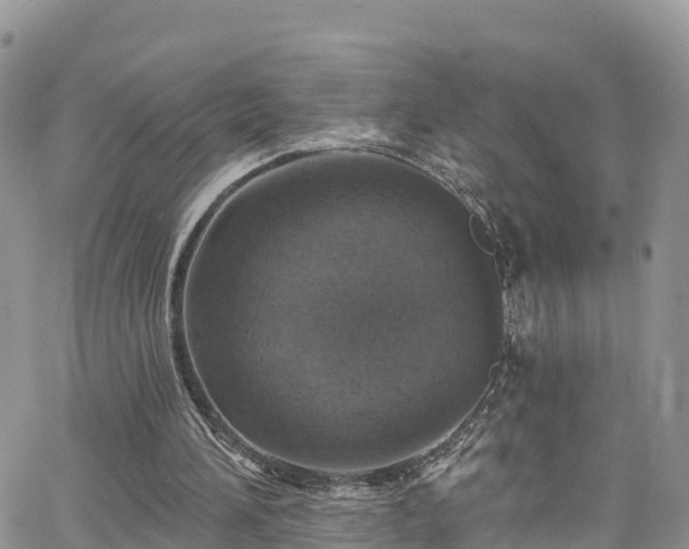 X0000063510196200601231511