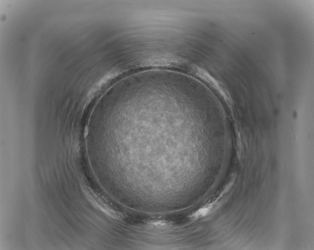 X0000063510203200601231511