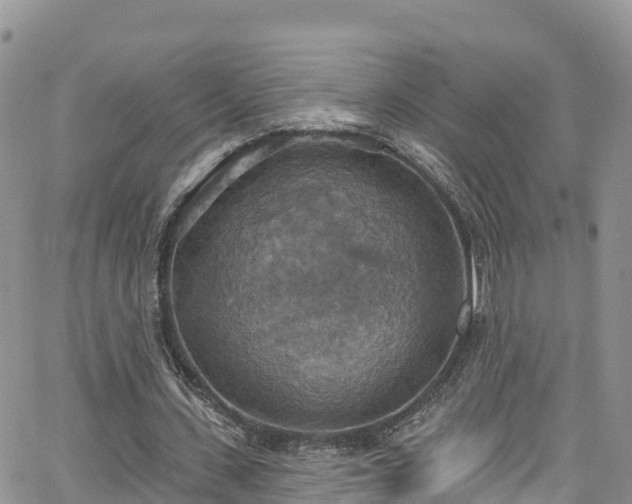 X0000063510531200601231505