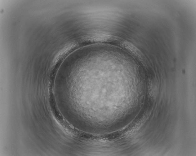 X0000063510586200601231504