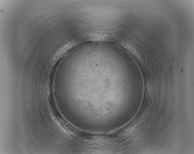 X0000063510682200601231503