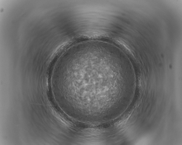 X0000063510733200601231502