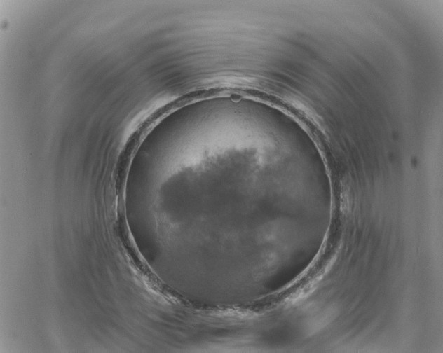 X0000063511117200601231455