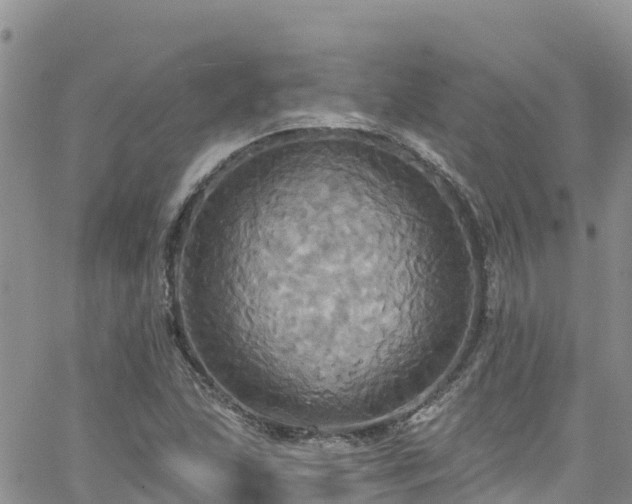 X0000063511215200601231454