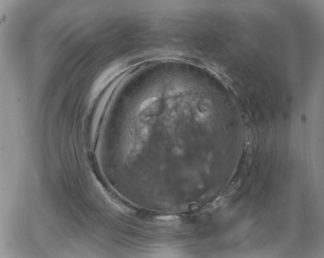 X0000063510053200601271821