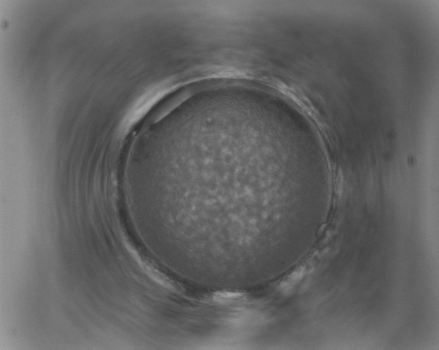 X0000063510055200601271821