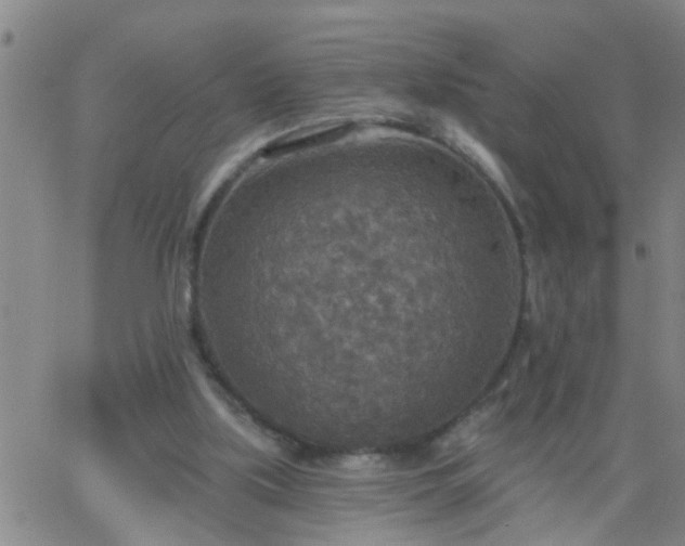 X0000063510059200601271821