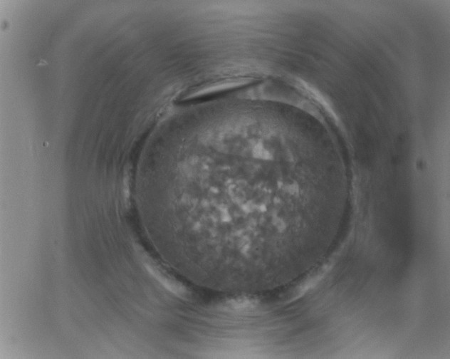 X0000063510065200601271821