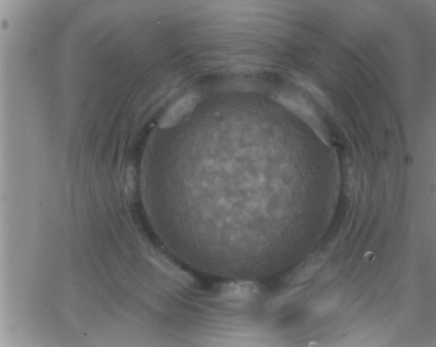 X0000063510077200601271821