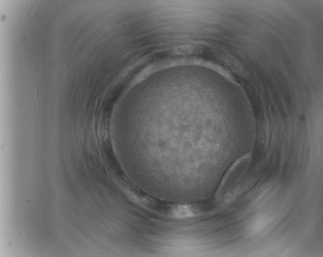 X0000063510091200601271821