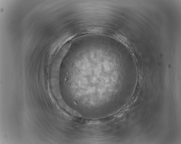 X0000063510097200601271821