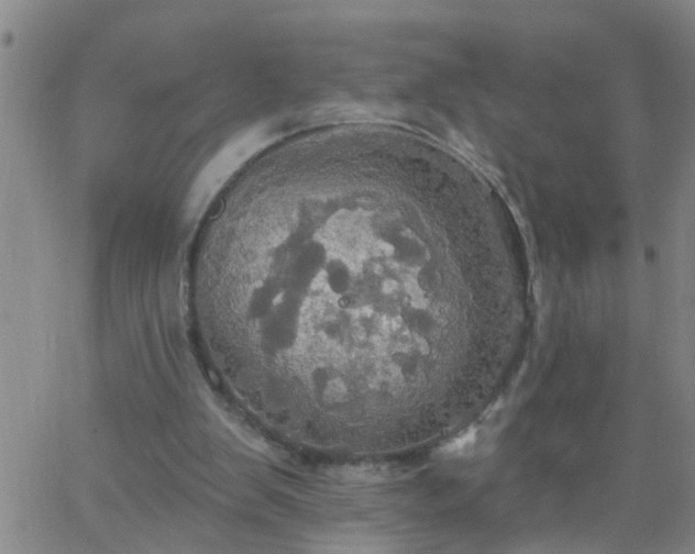 X0000063510103200601271821