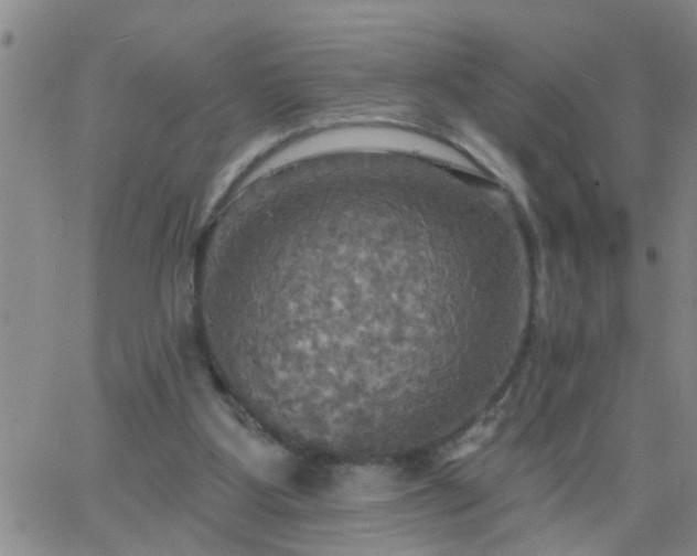 X0000063510107200601271820