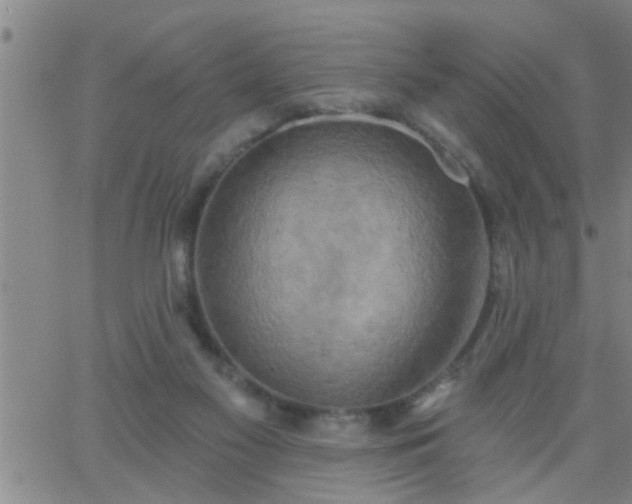 X0000063510117200601271820