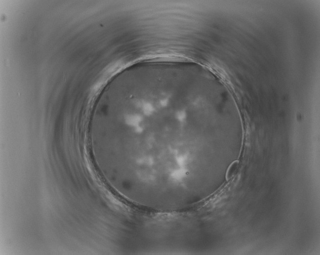 X0000063510145200601271819