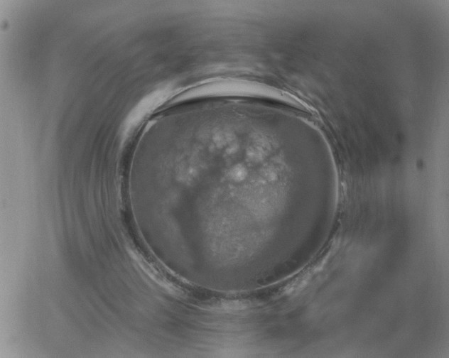 X0000063510149200601271819