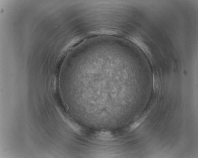 X0000063510157200601271819