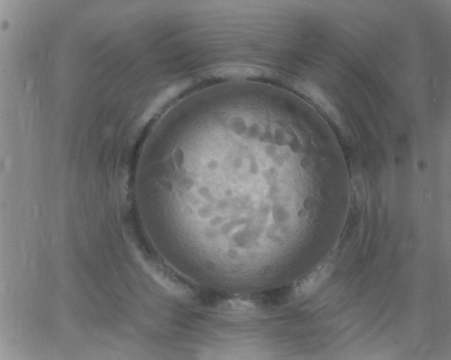 X0000063510159200601271819