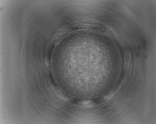 X0000063510173200601271820