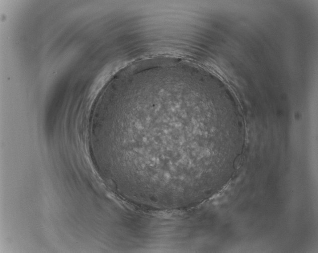 X0000063510241200601271818