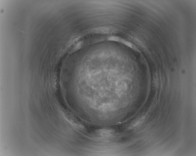 X0000063510255200601271818