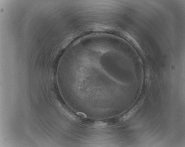 X0000063510257200601271818