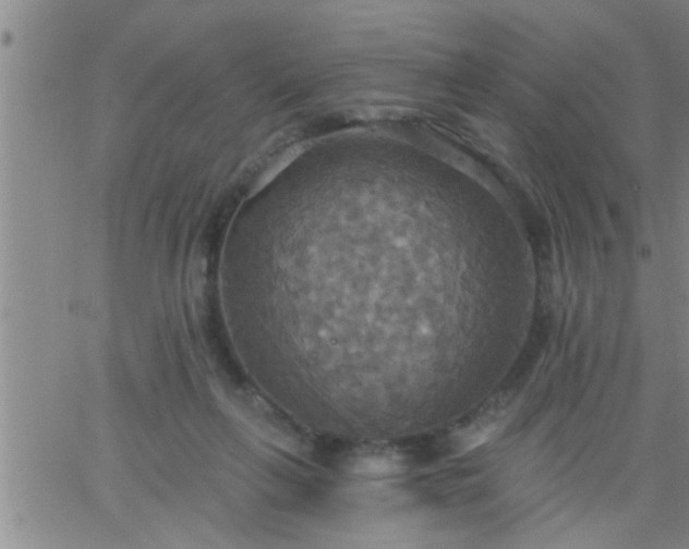 X0000063510263200601271818