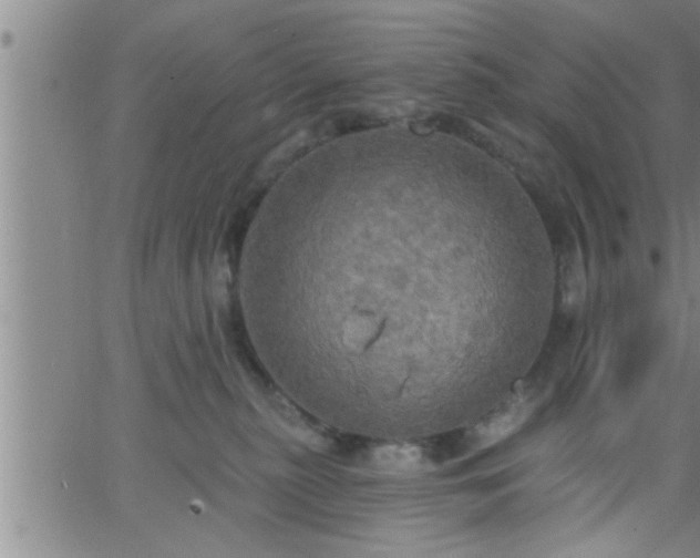 X0000063510279200601271818